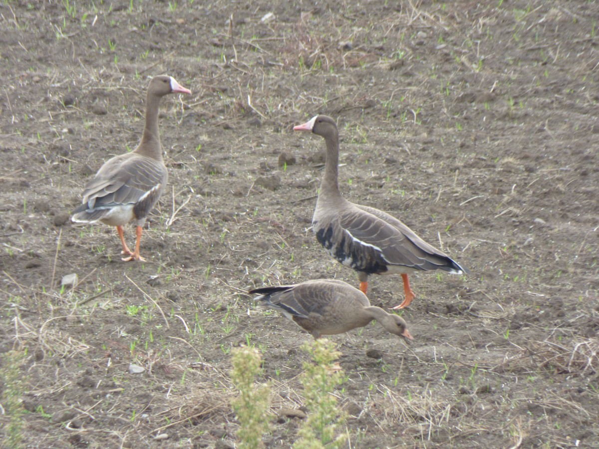 Greater White-fronted Goose - ML609427570