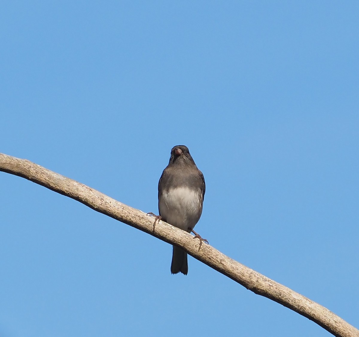 Dark-eyed Junco - ML609427572