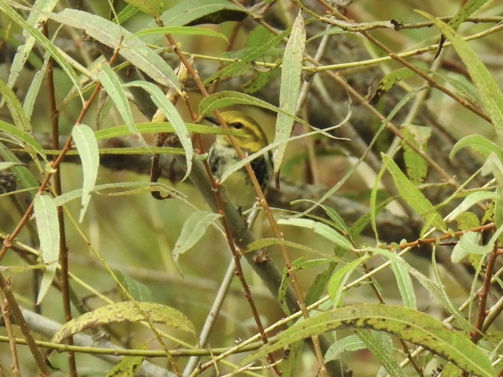 Black-throated Green Warbler - ML609427580