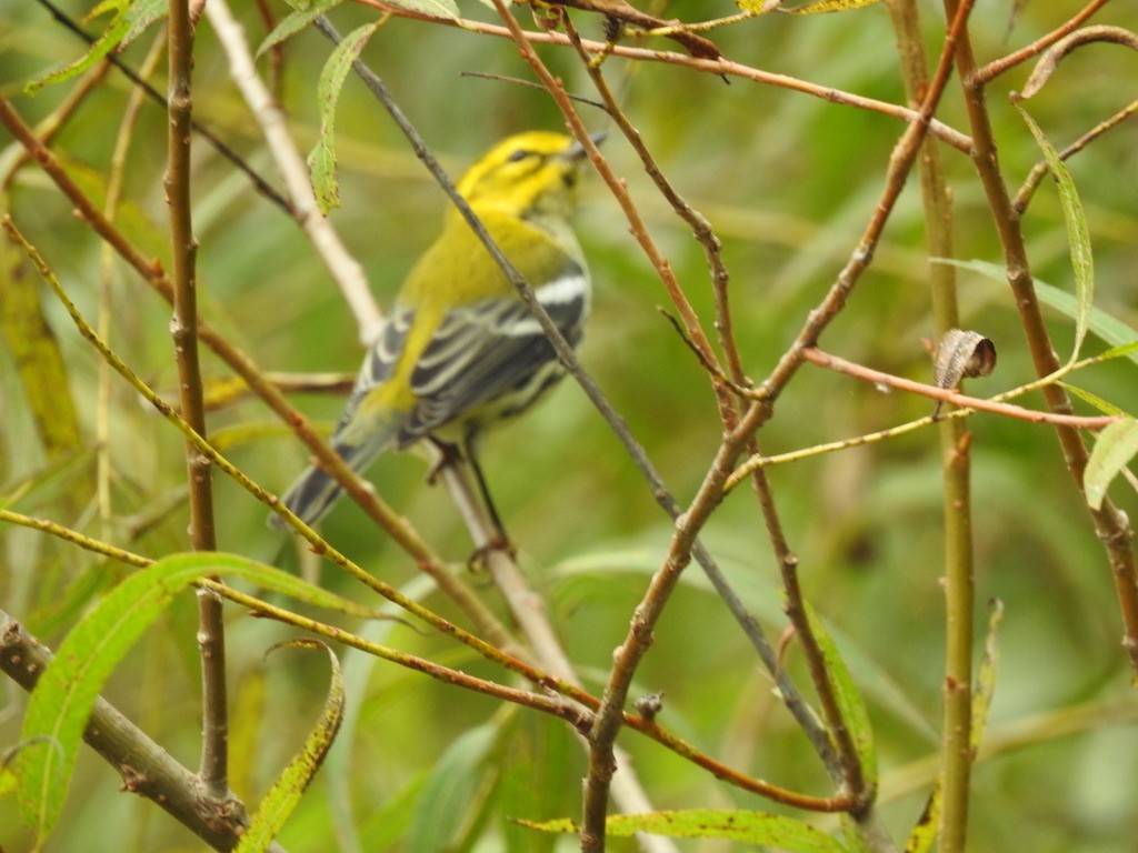 Black-throated Green Warbler - ML609427585