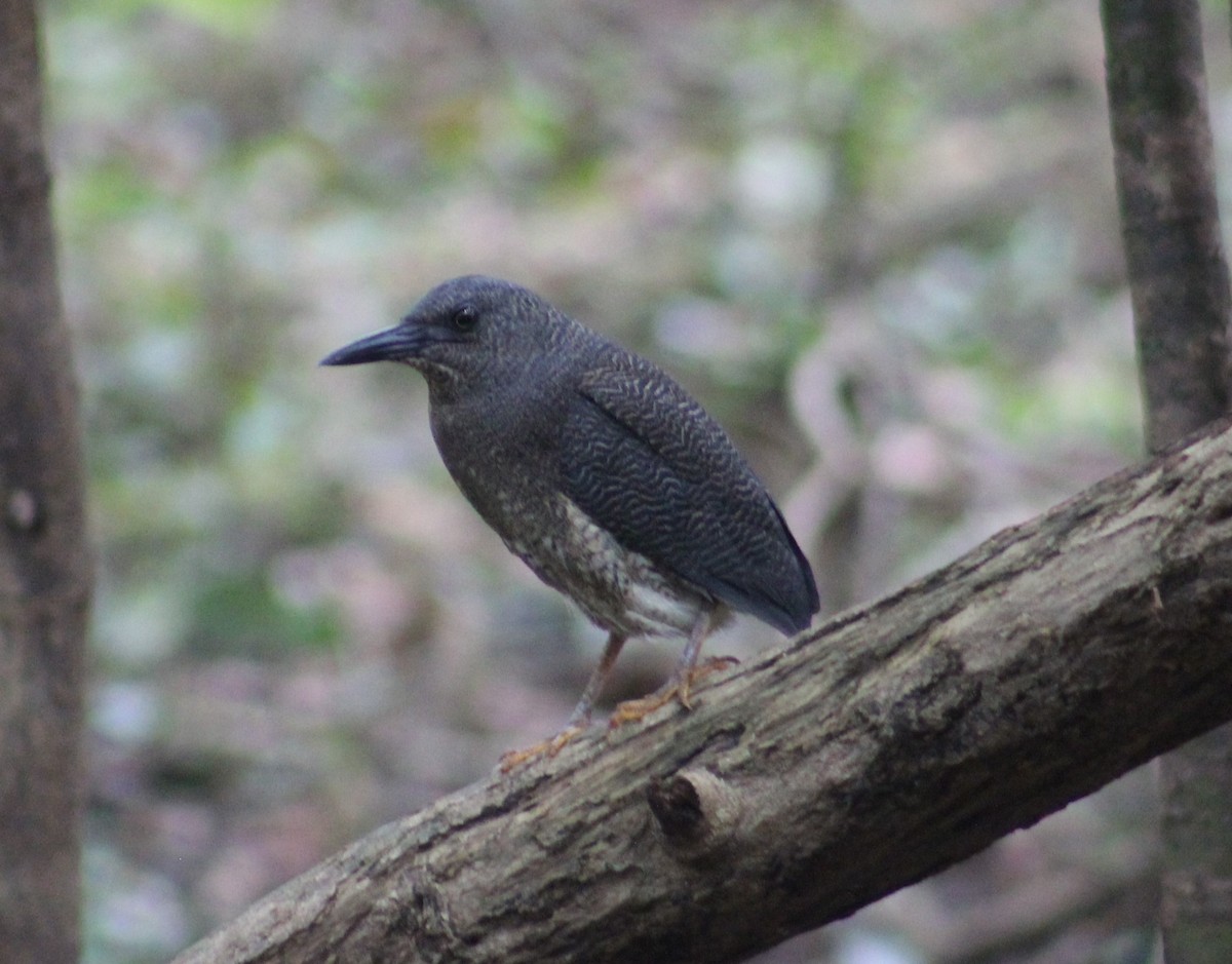 Zigzag Heron - Diego Pedroza