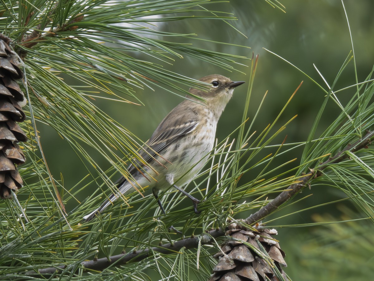 Yellow-rumped Warbler - ML609427786