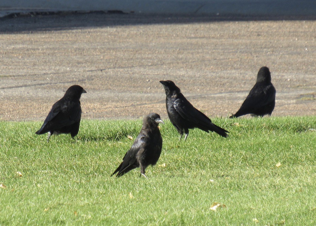 American Crow - ML609427798