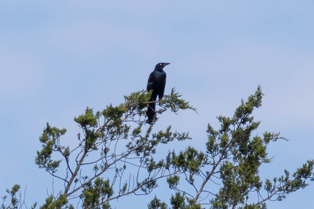 Common Grackle - James Davis