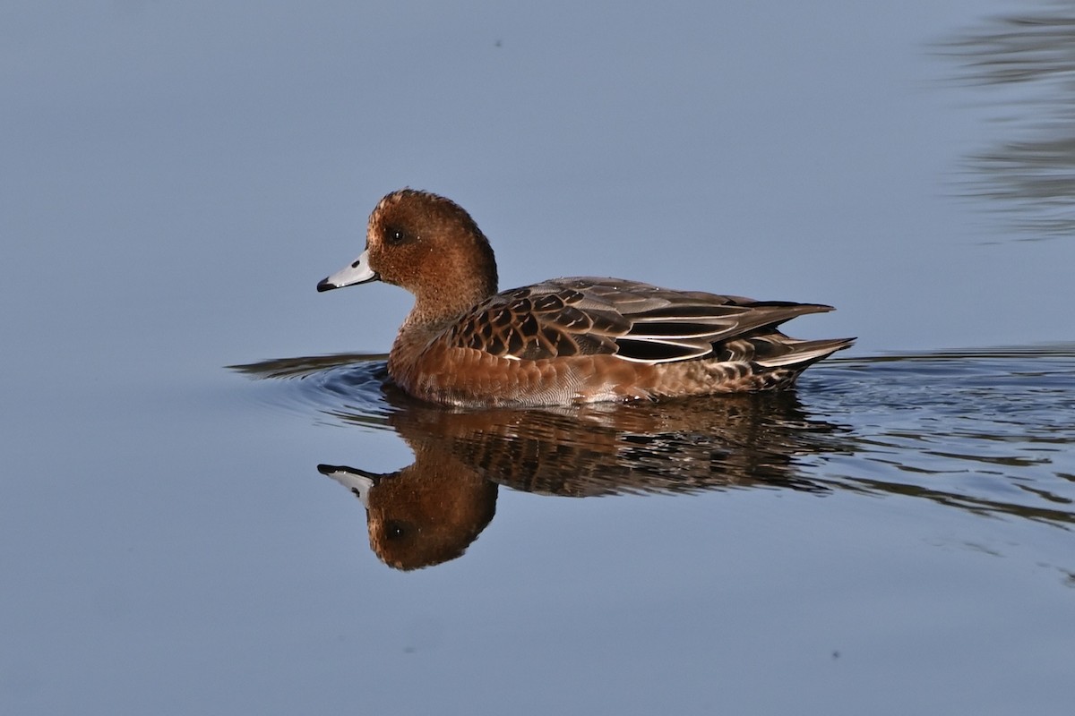 Eurasian Wigeon - ML609427862