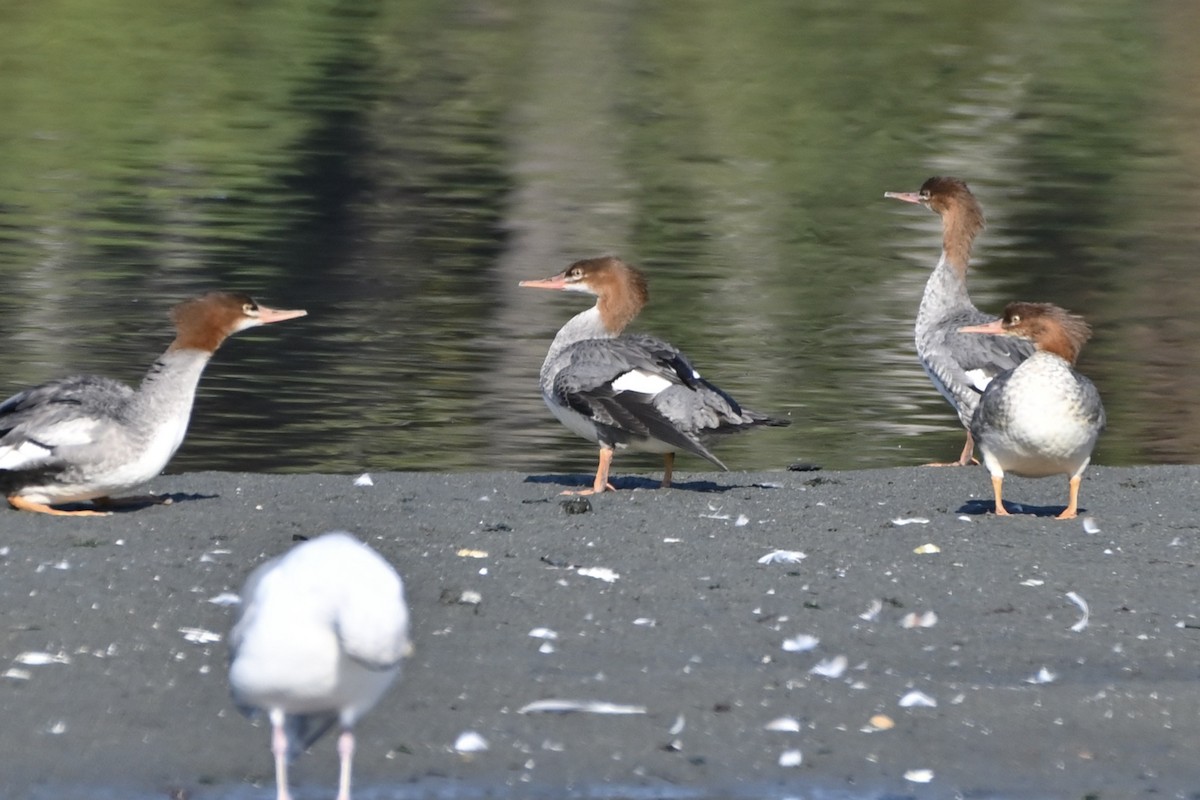 Common Merganser - ML609427883