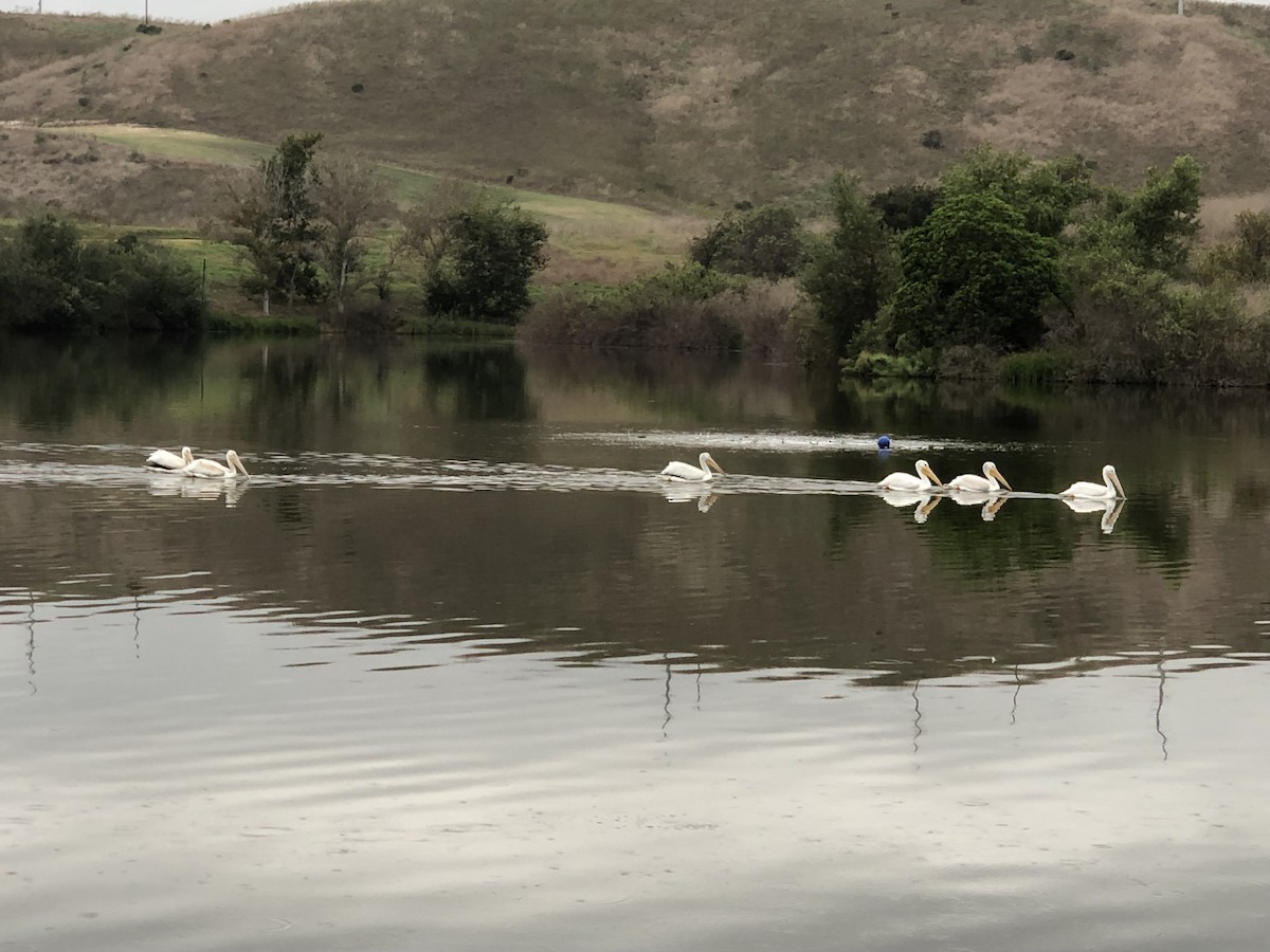 American White Pelican - Denise Riddle