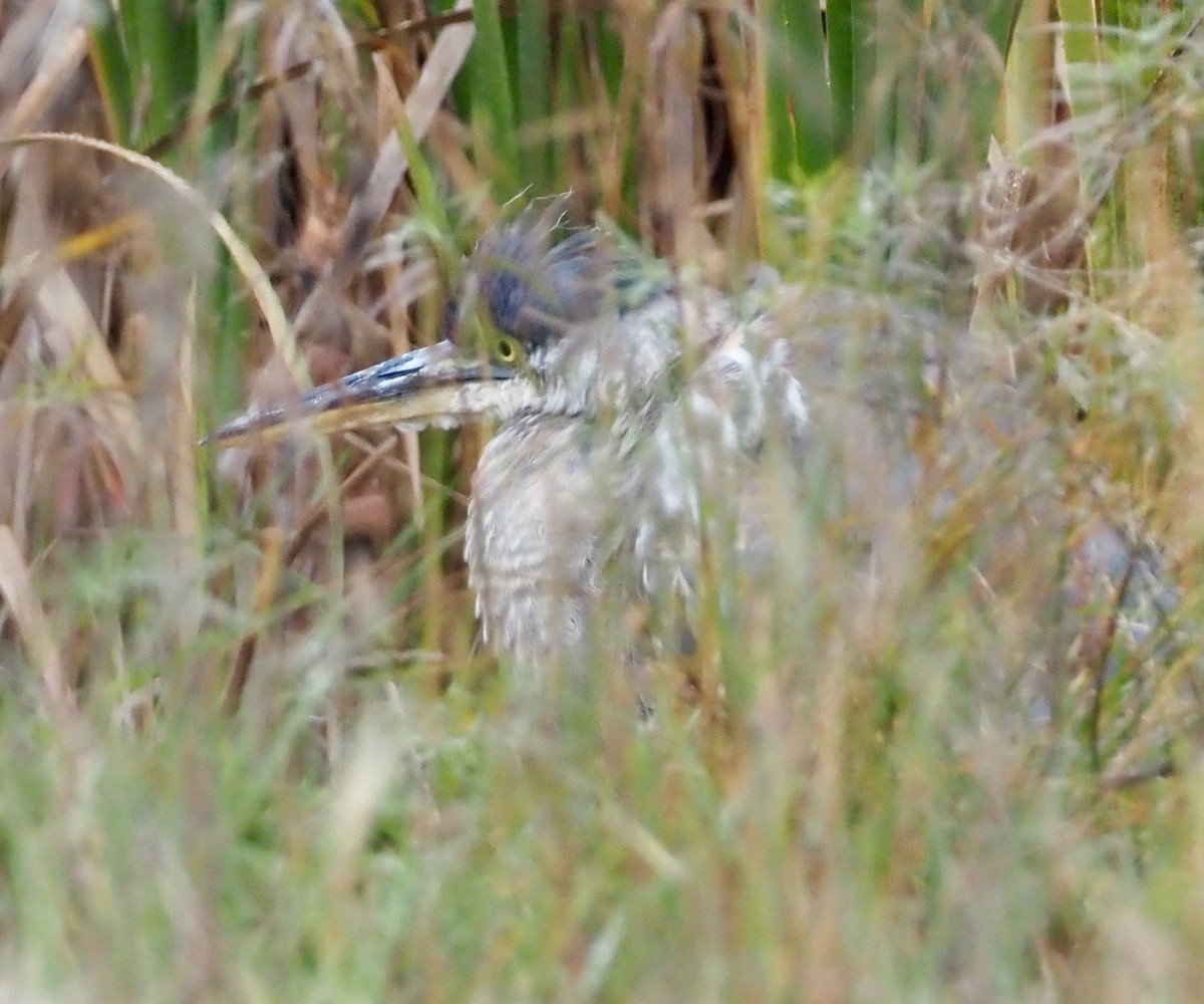 Great Blue Heron - ML609427976
