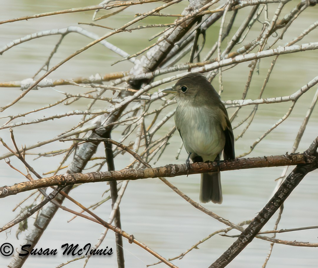 Willow Flycatcher - ML609428080