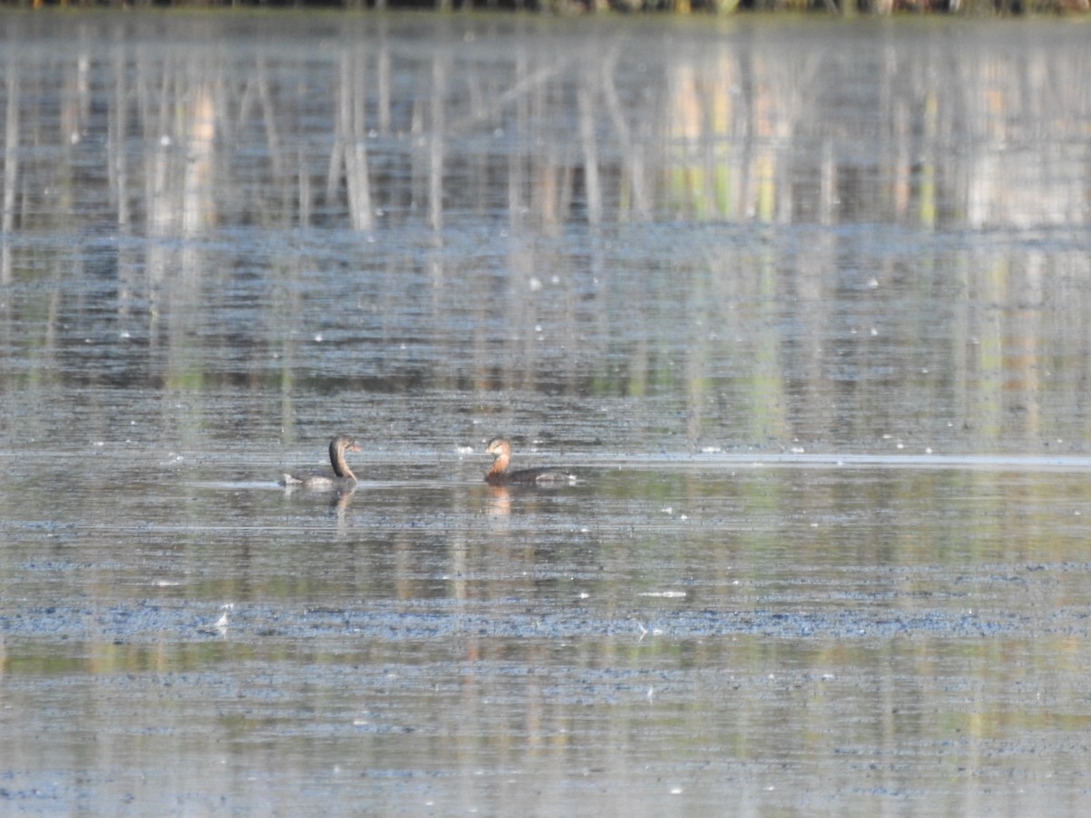 Pied-billed Grebe - ML609428195