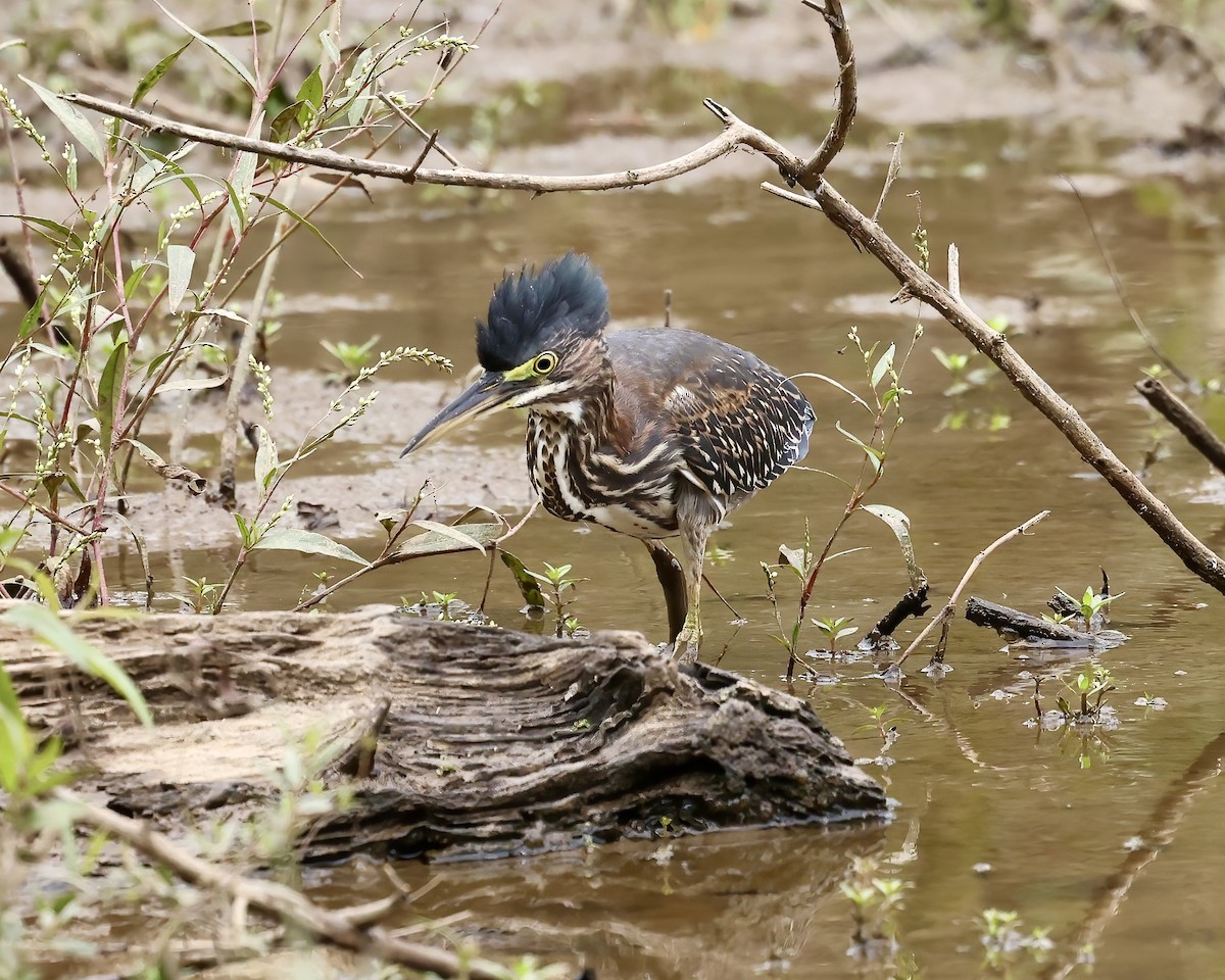 Green Heron - ML609428214