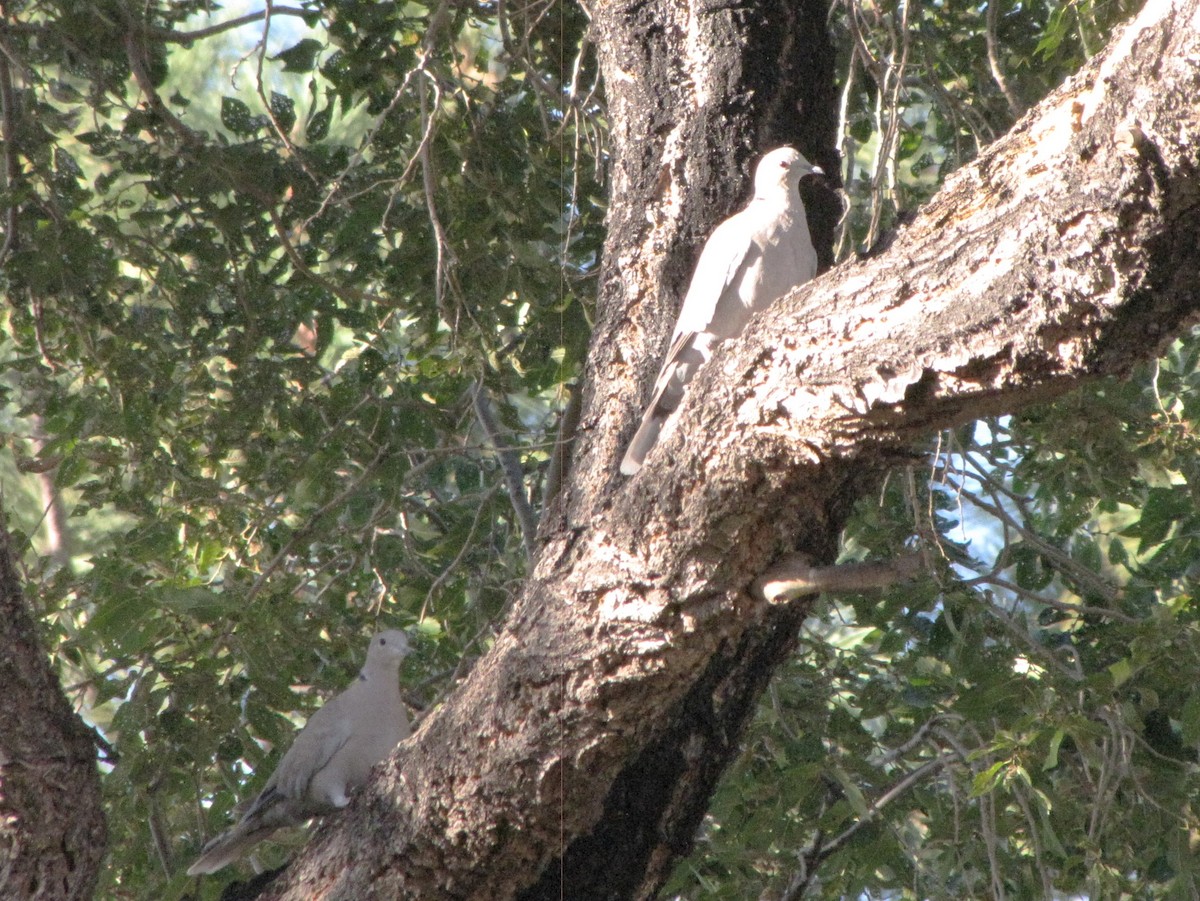 Eurasian Collared-Dove - ML609428268