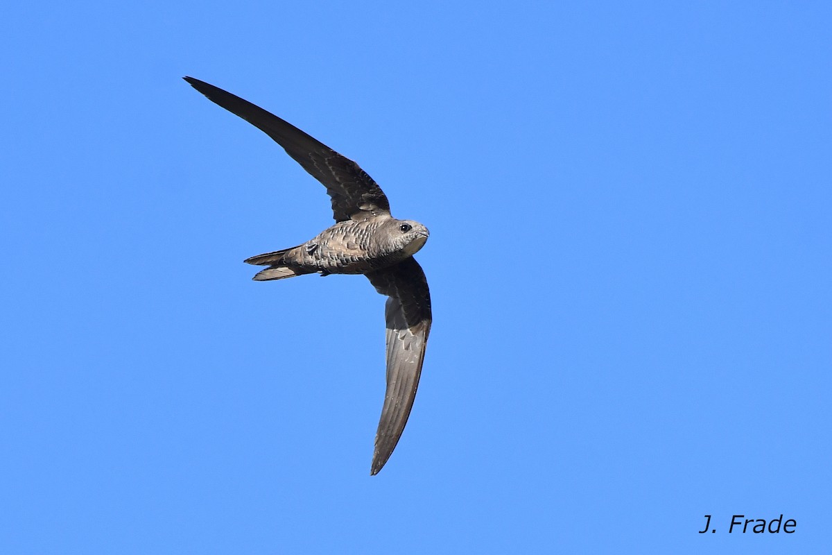 Mottled Swift - ML609428315