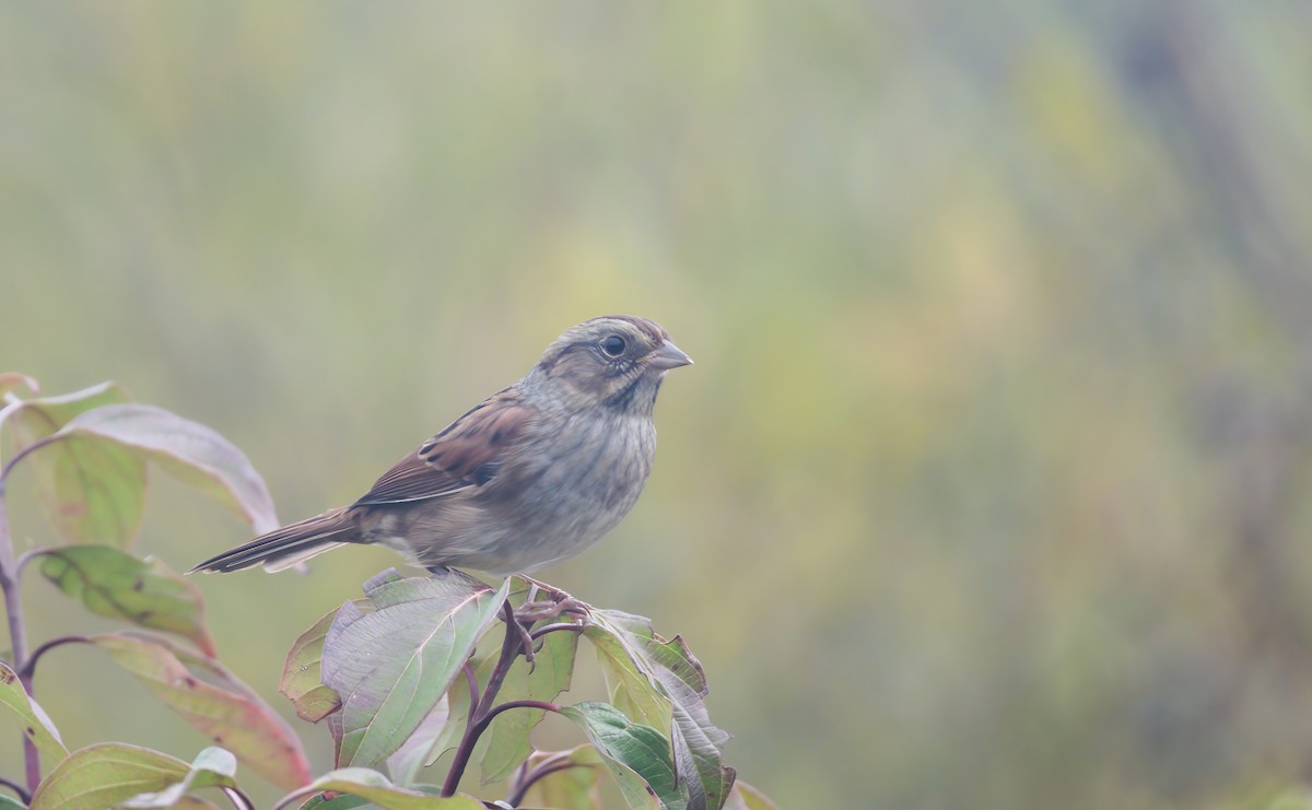 Swamp Sparrow - ML609428335