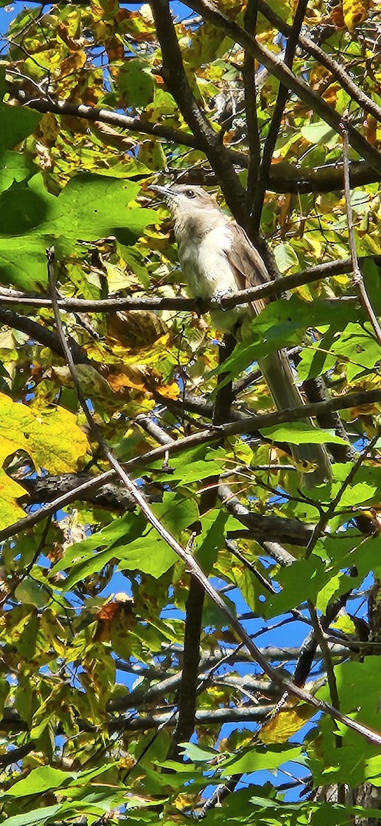 Black-billed Cuckoo - ML609428366