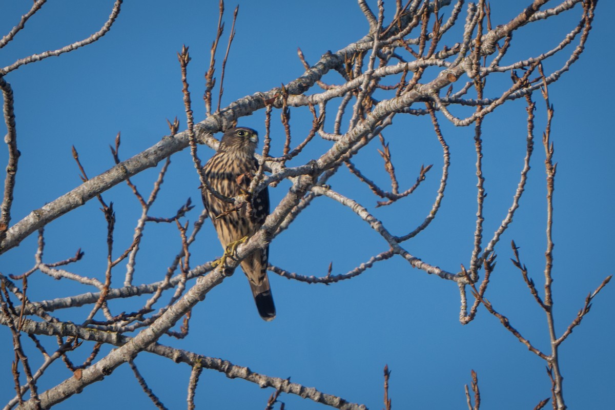 Merlin (suckleyi) - ML609428515