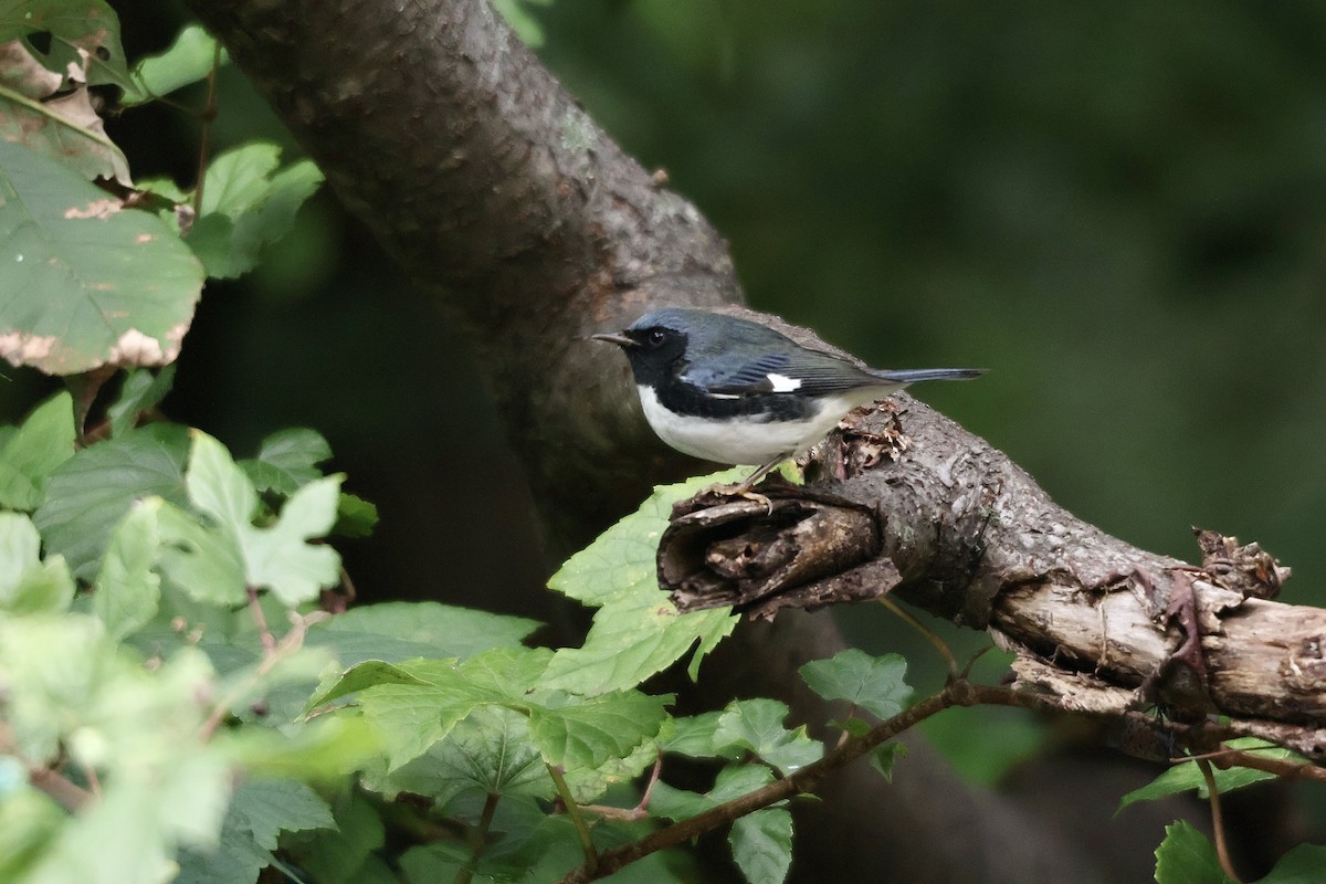 Black-throated Blue Warbler - Forrest Wickman