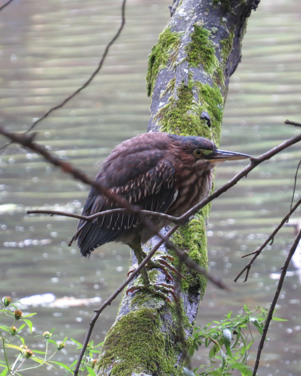 Green Heron - ML609428568