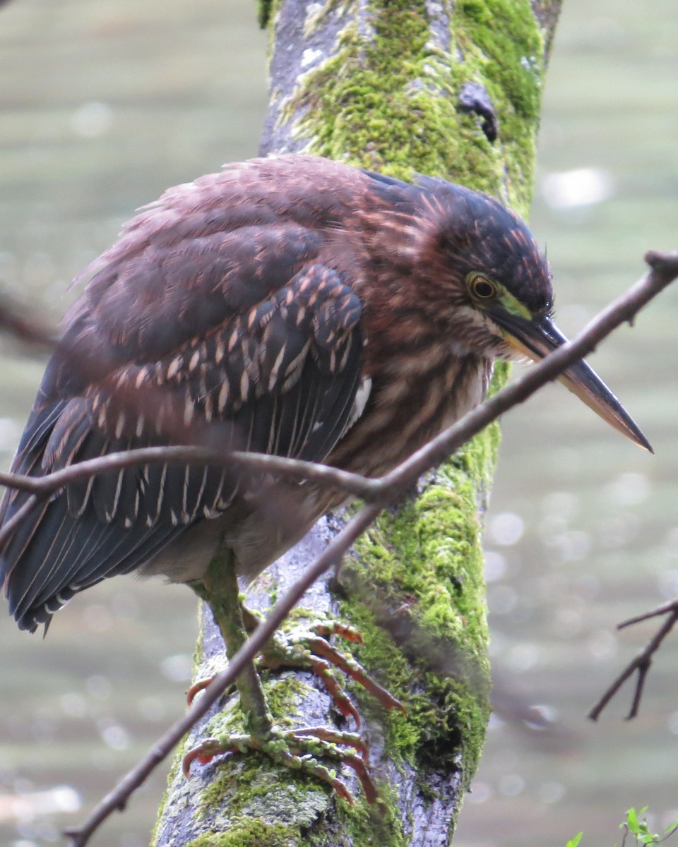 Green Heron - Doryce Wheeler