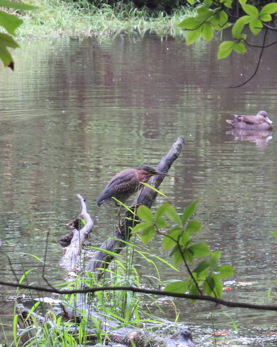 Green Heron - ML609428570