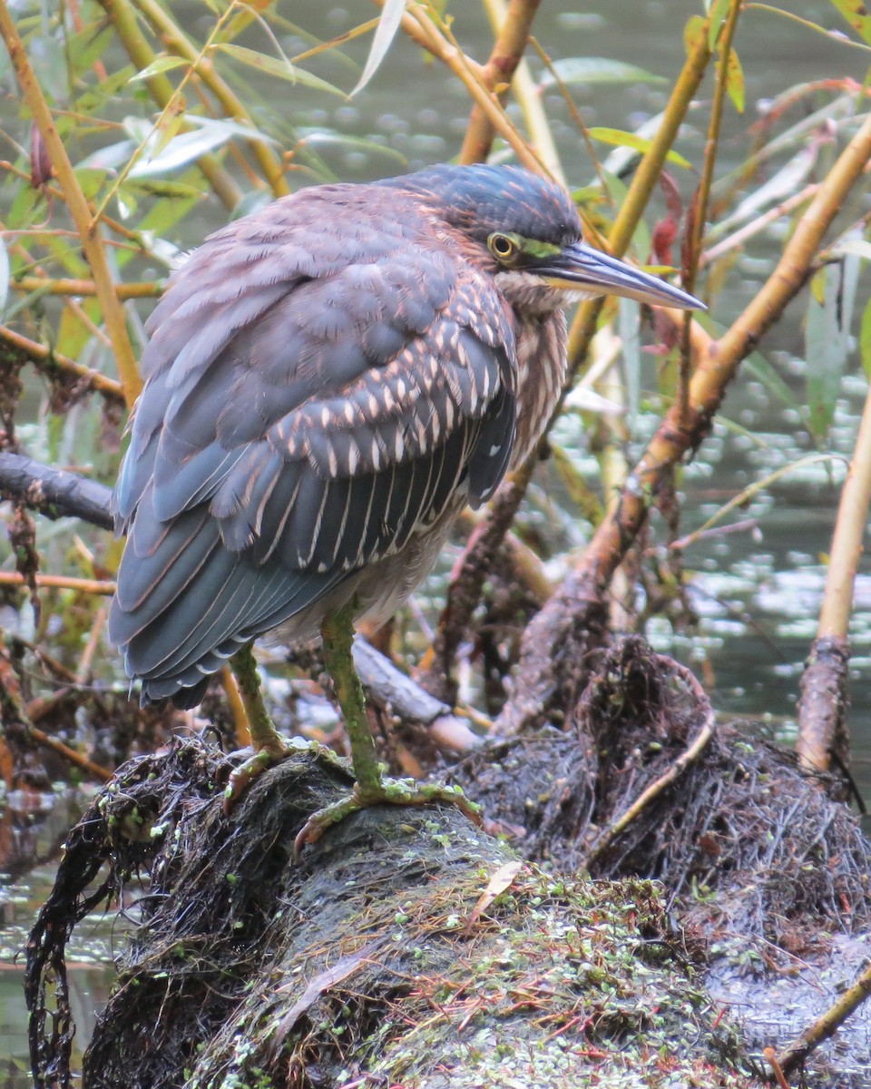 Green Heron - ML609428571