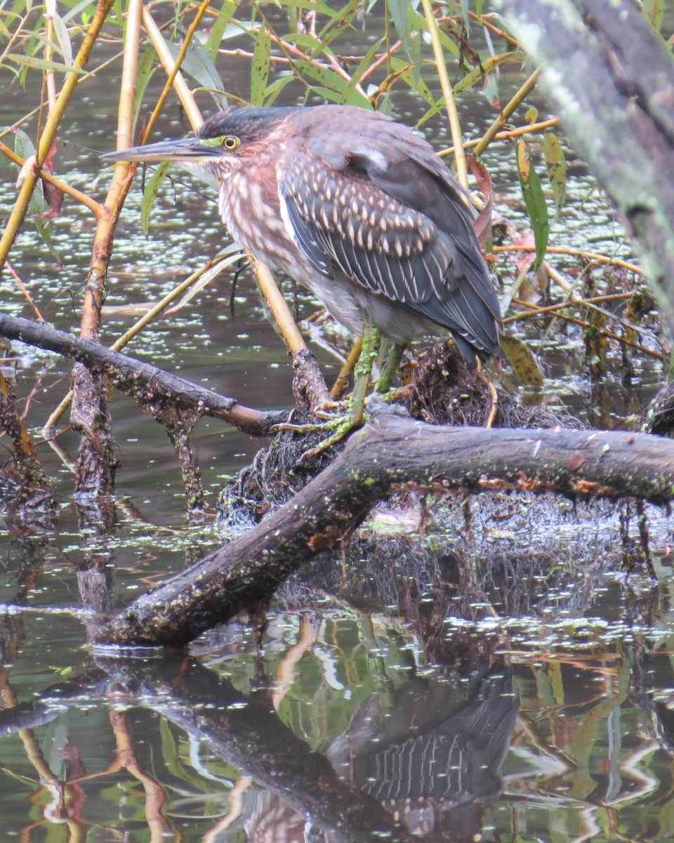 Green Heron - ML609428572