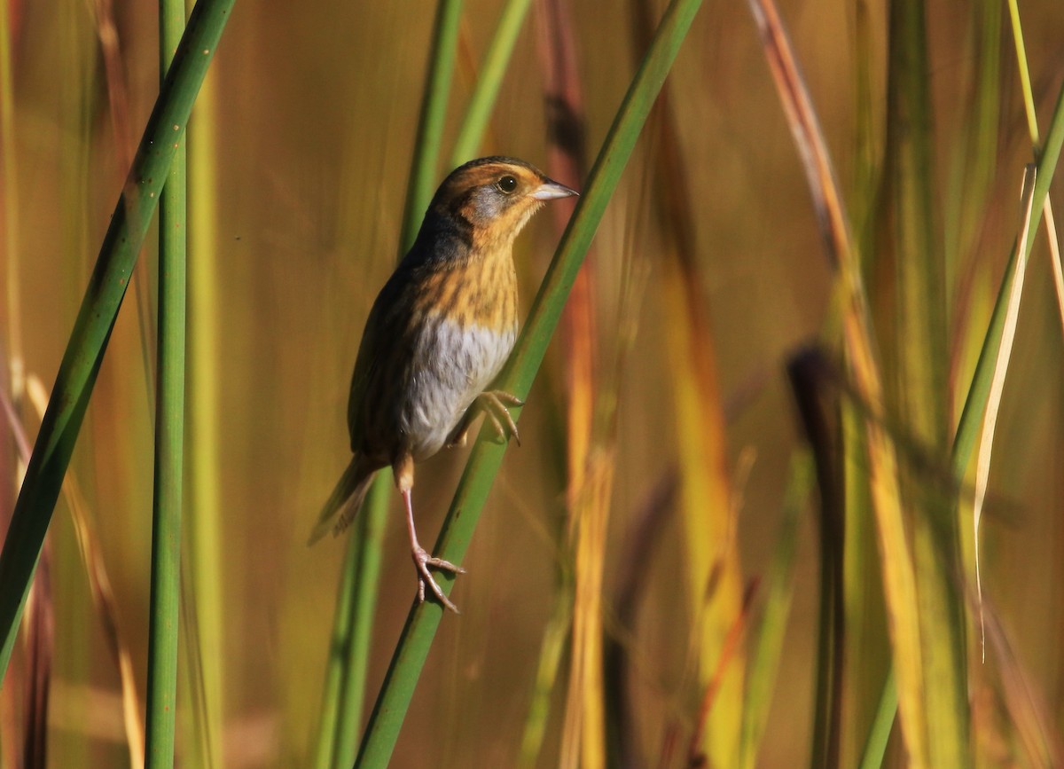 Nelson's Sparrow - Diane St-Jacques