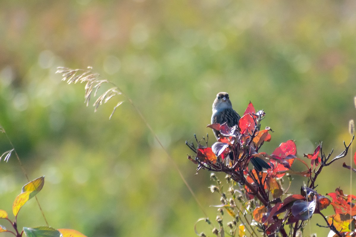 White-crowned Sparrow - ML609428647