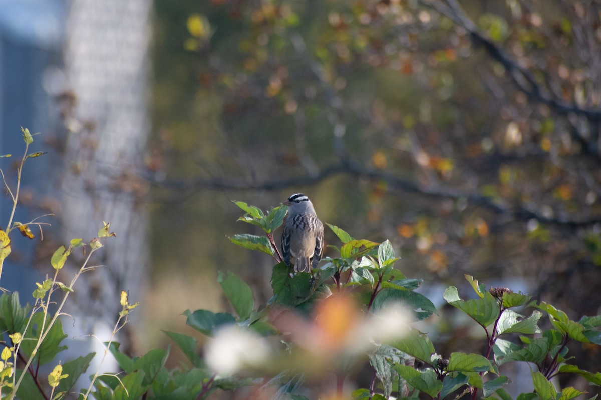 White-crowned Sparrow - ML609428649