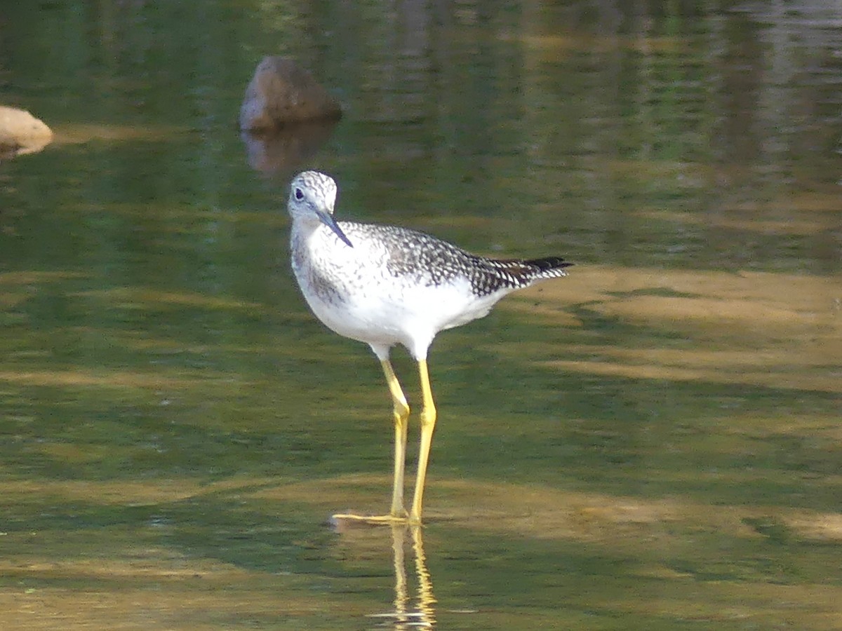 Greater Yellowlegs - Paul Strong