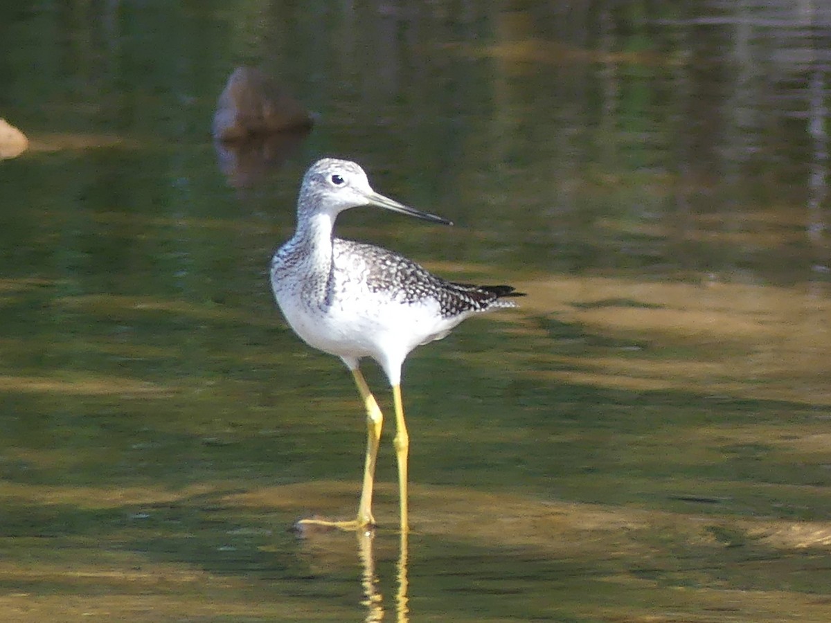 Greater Yellowlegs - ML609428803