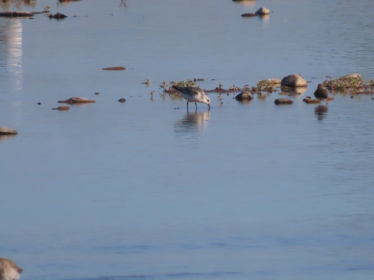 Bécasseau sanderling - ML609428940