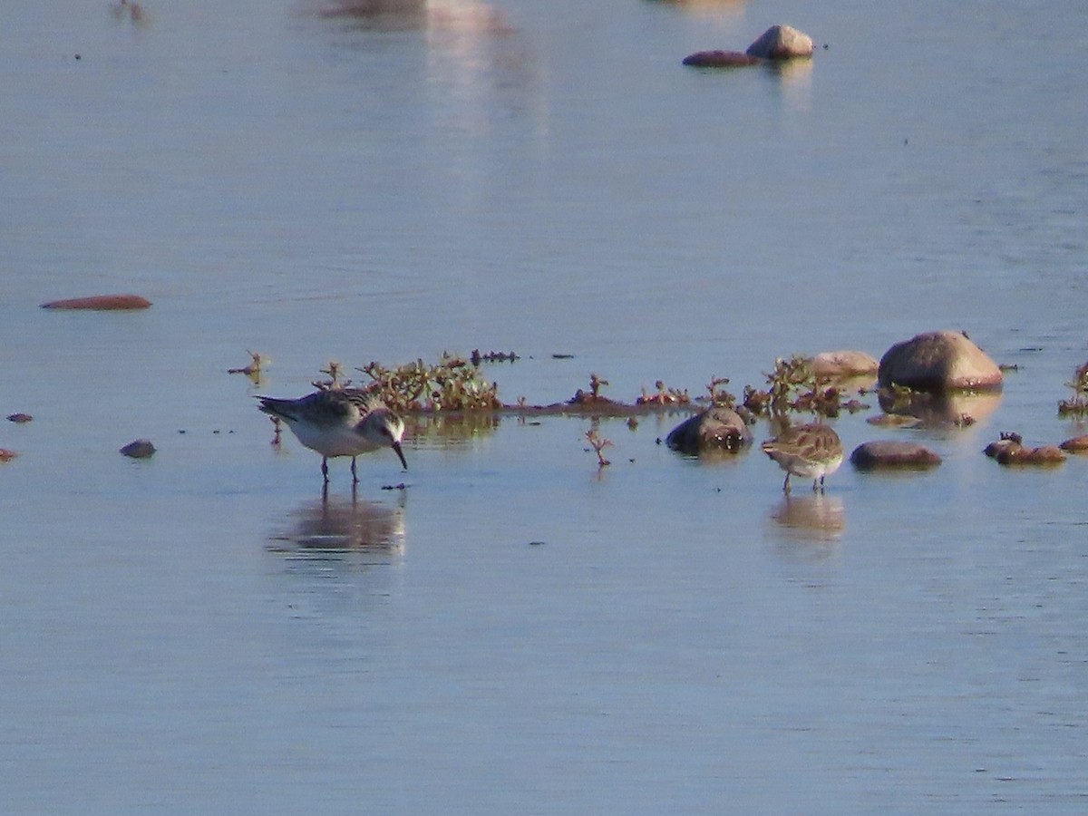 Bécasseau sanderling - ML609428941