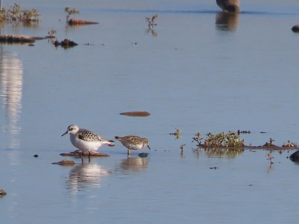 Bécasseau sanderling - ML609428949