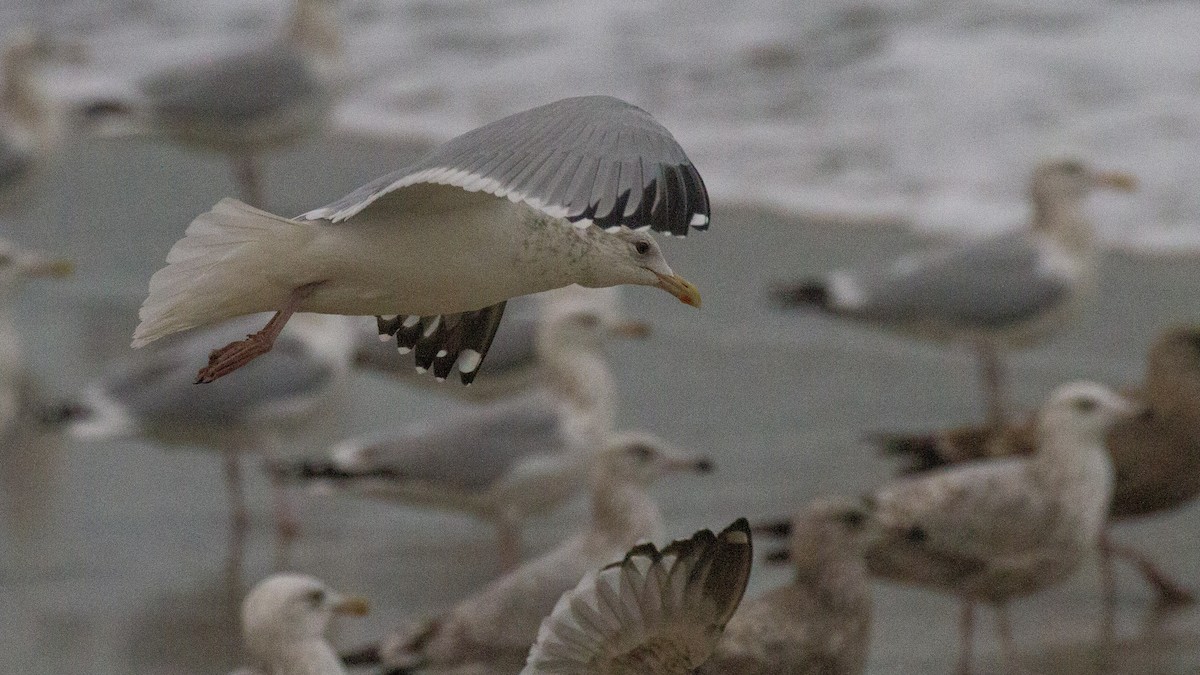 Herring Gull - ML609428958