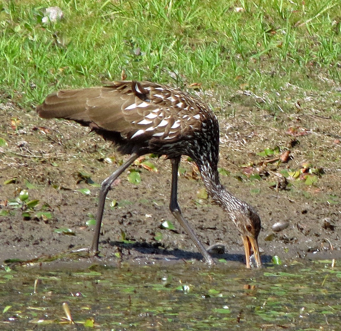 Limpkin - ML609428967