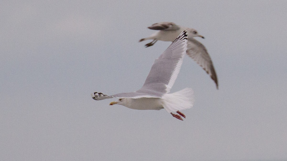 Herring Gull - ML609428974