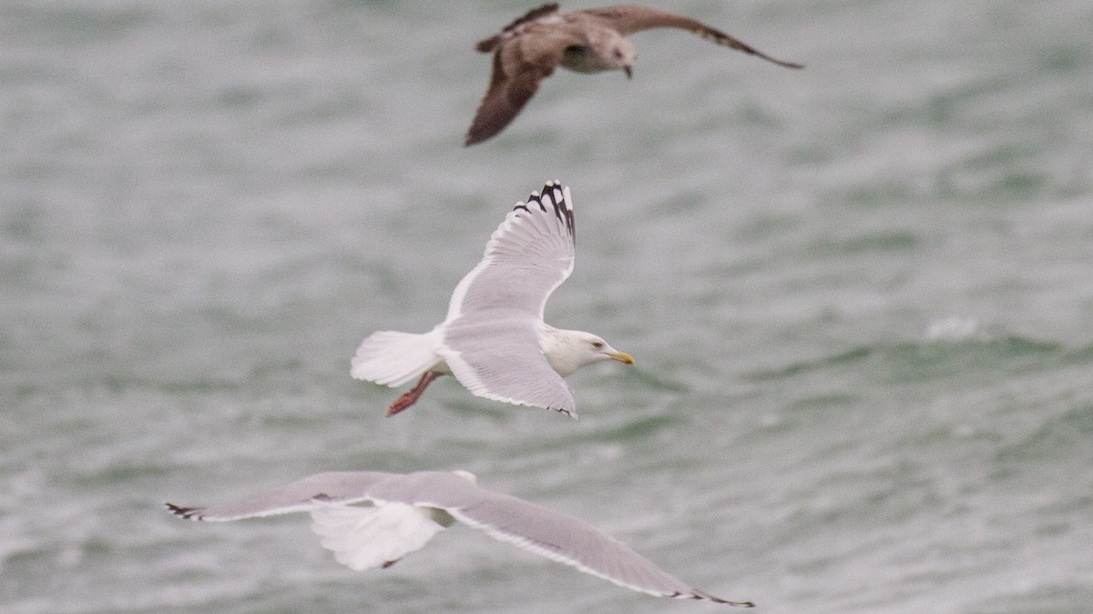 Herring Gull - ML609428975