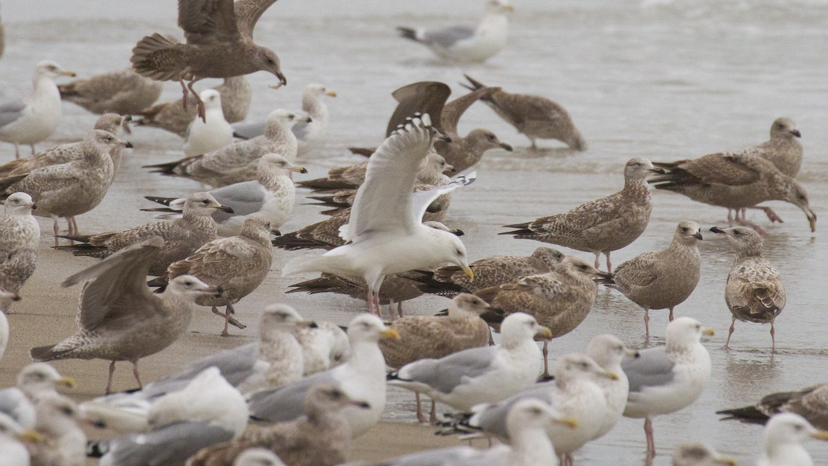 Herring Gull - ML609428976