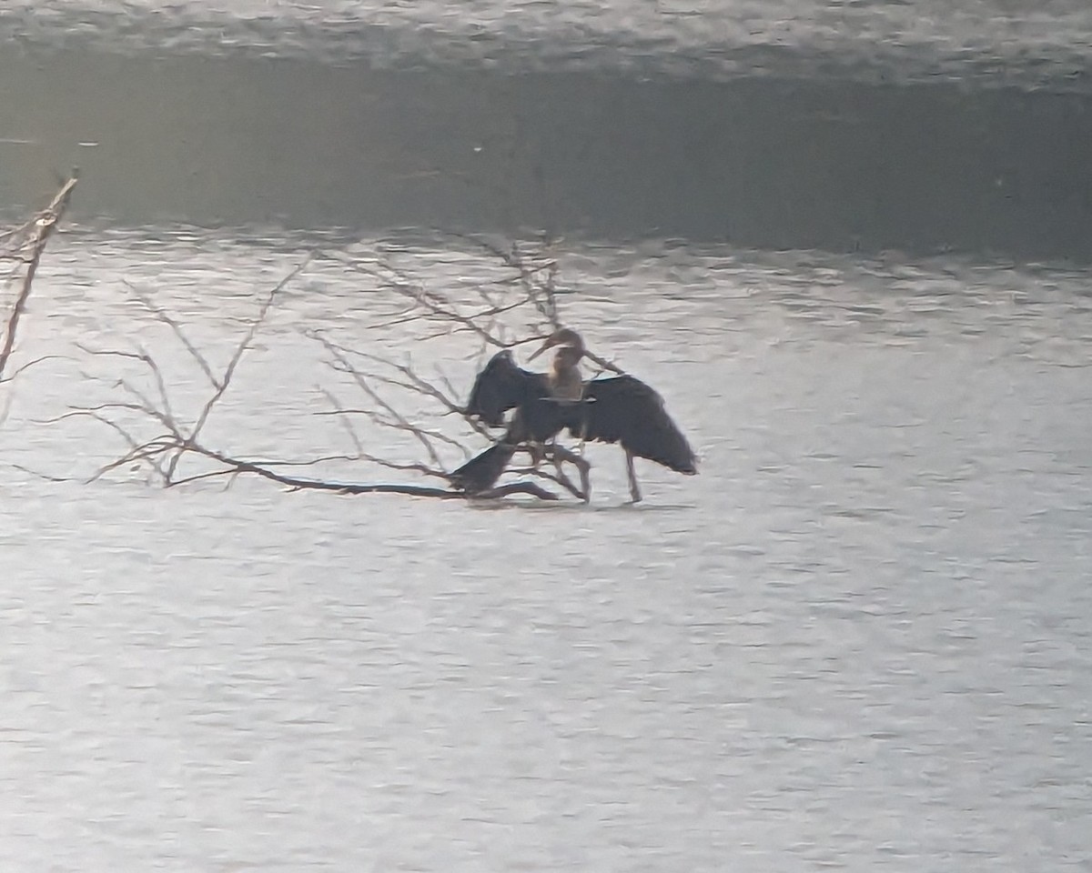 Anhinga Americana - ML609429052