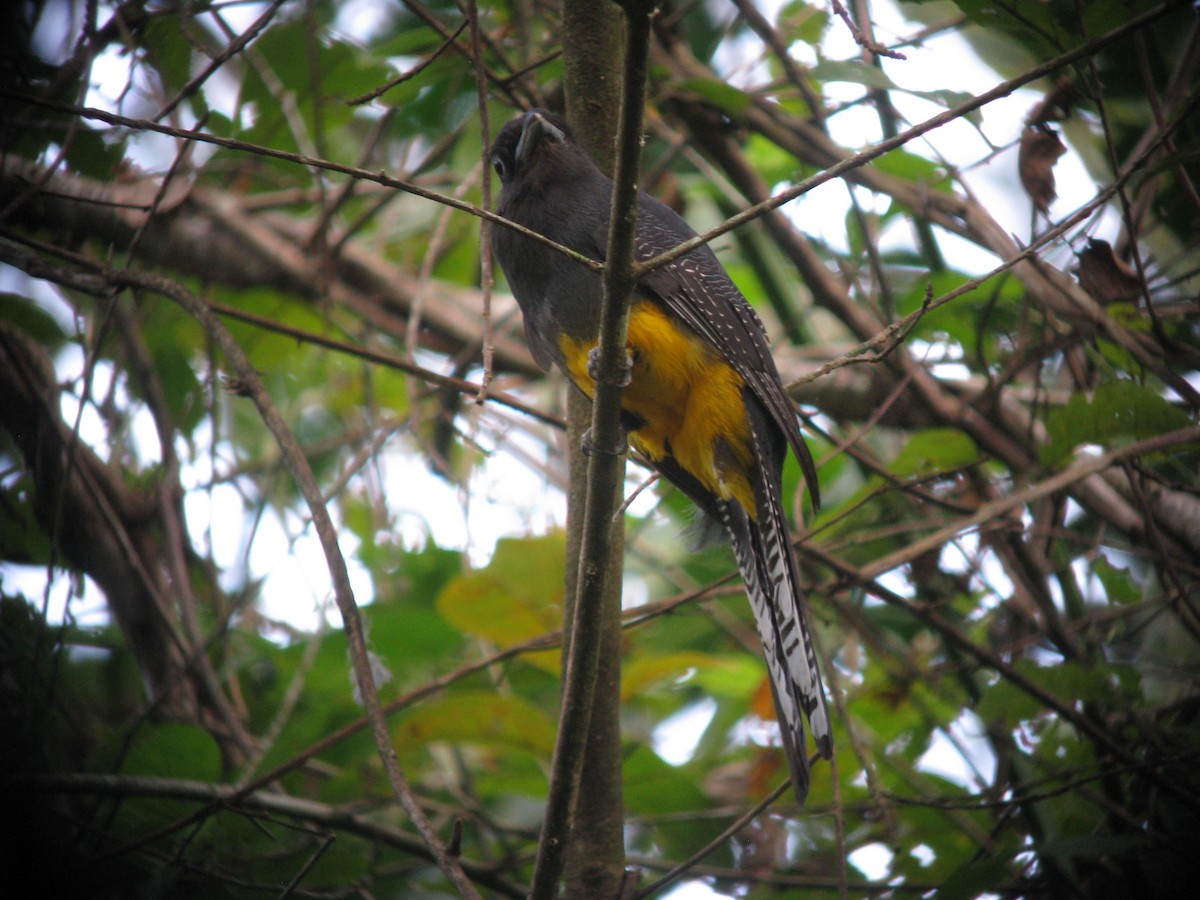 Mor Trogon - ML609429154