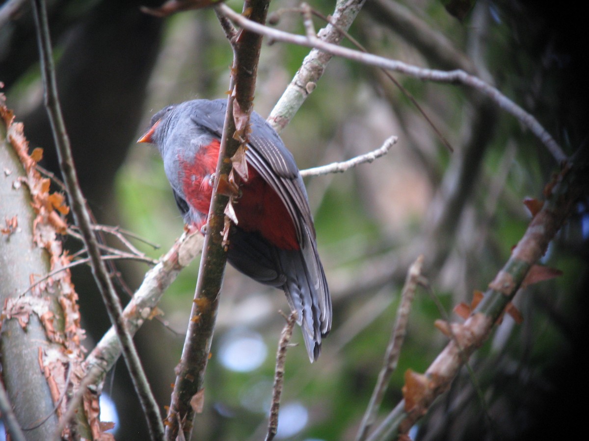 Gri Kuyruklu Trogon - ML609429163