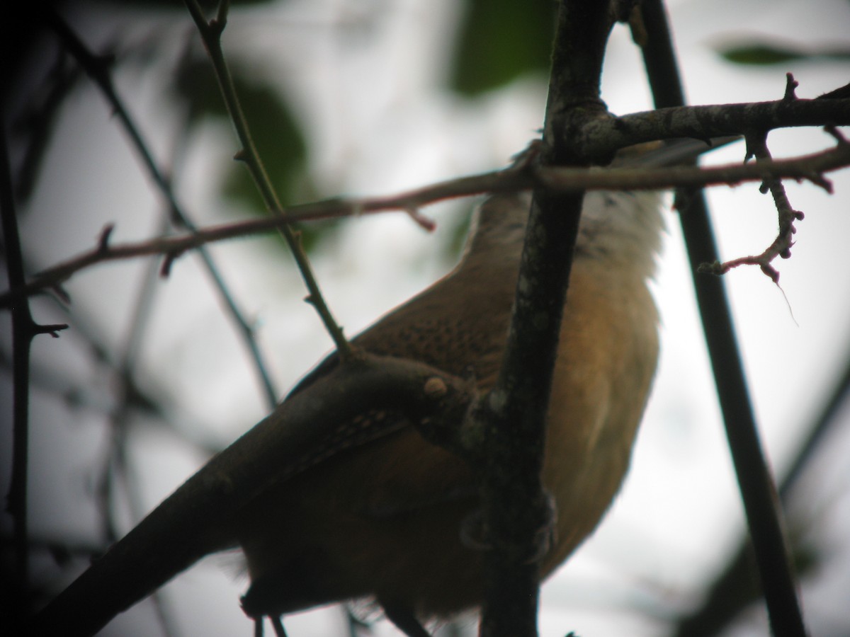 Buff-breasted Wren - ML609429187