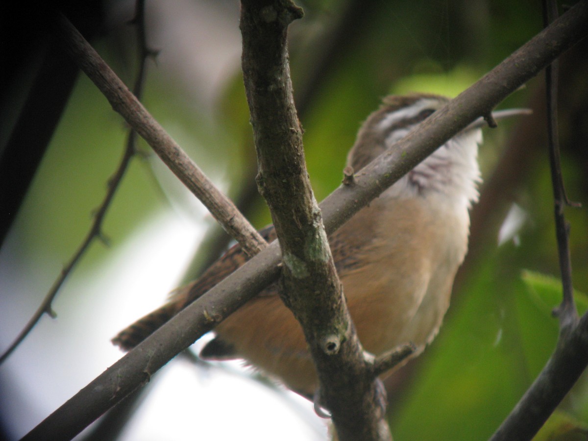 Buff-breasted Wren - ML609429188