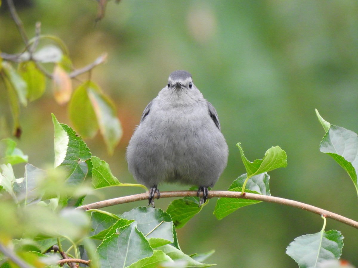 Gray Catbird - ML609429271
