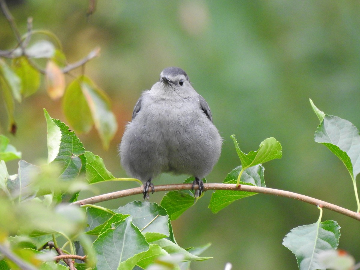 Gray Catbird - ML609429283