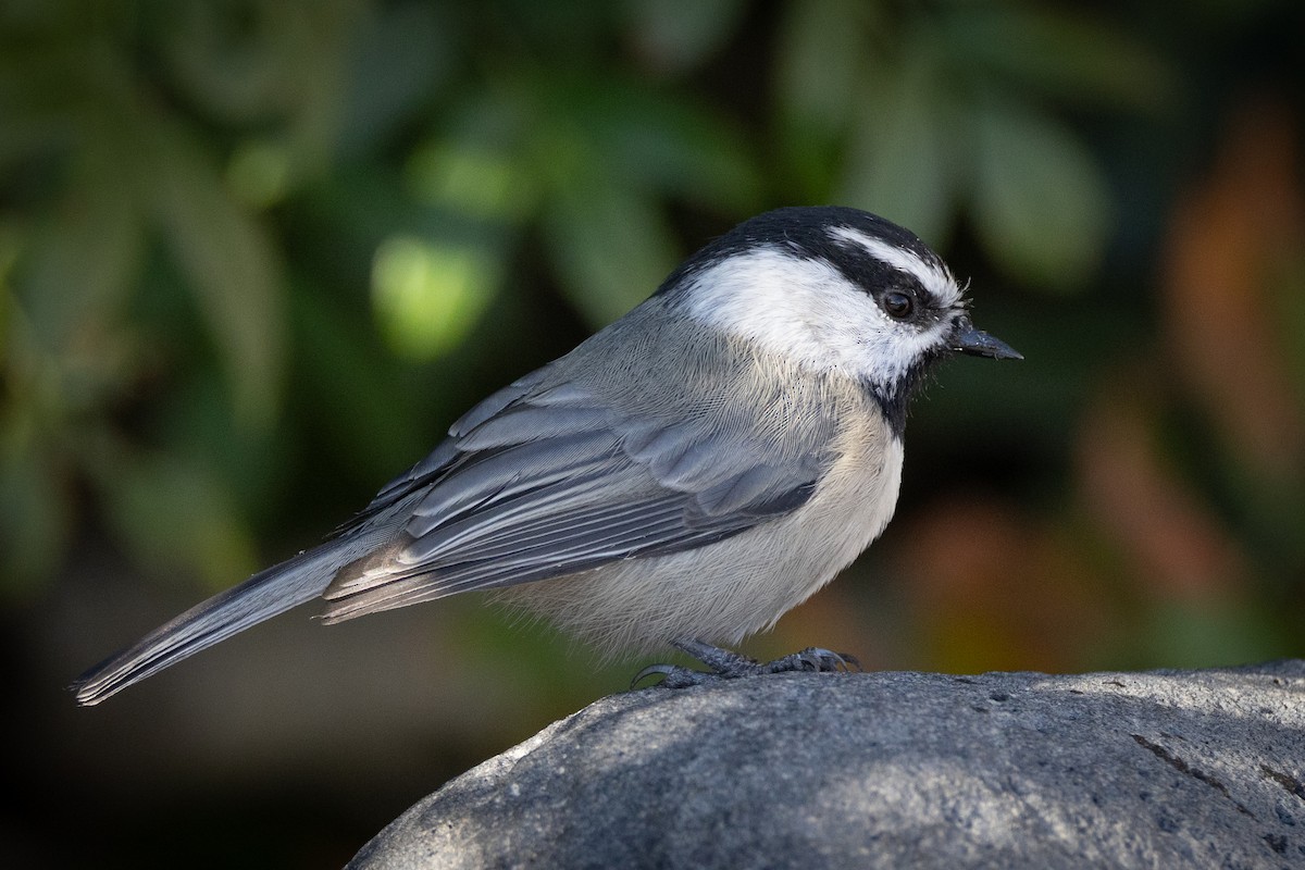 Mountain Chickadee - ML609429387