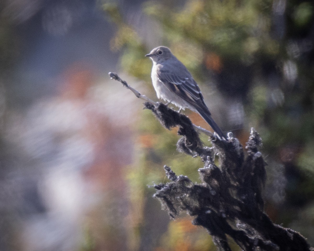 Townsend's Solitaire - ML609429392