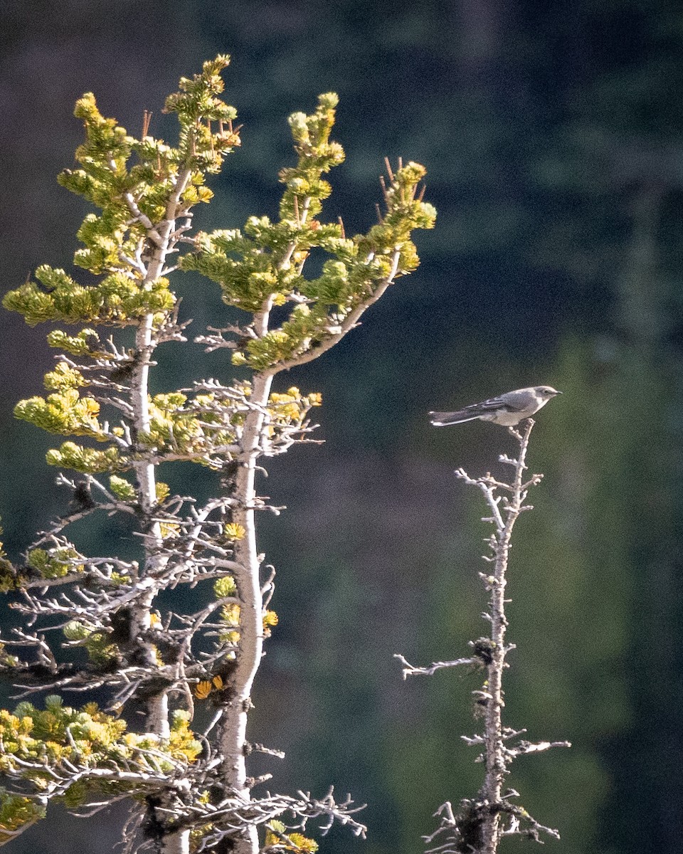 Townsend's Solitaire - ML609429393