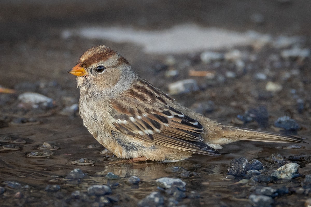 White-crowned Sparrow - Susan Brickner-Wren